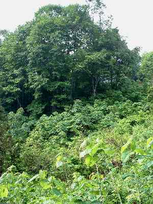 �؂��΂����I�I